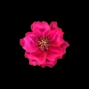 Broche - Crimson Blossom