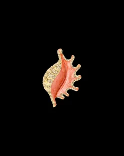 Broche - Orange Shell