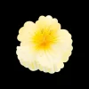 Pince à cheveux - Yellow Blossom